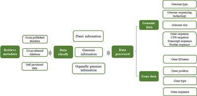 Asteraceae genome database: a comprehensive platform for Asteraceae genomics